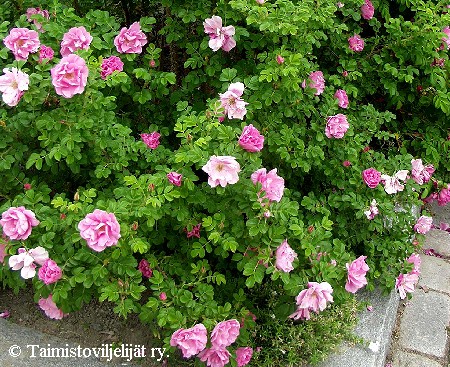 Rosa Rugosa-Ryhm 'Jens Munk'